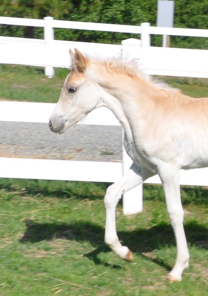 Haflinger Foal - Fiesta WSF